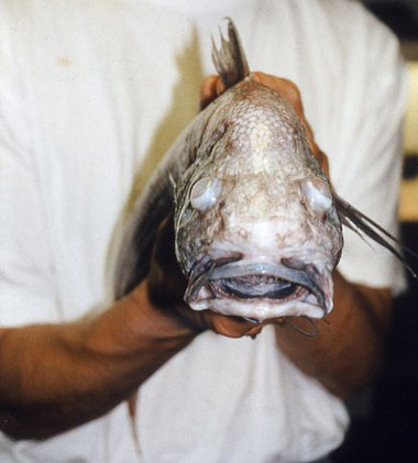 Picture 5 of The most bizarre fish on the planet