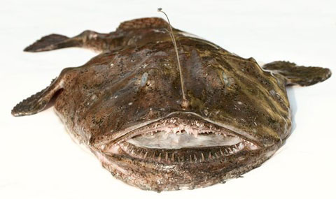 Picture 7 of The most bizarre fish on the planet