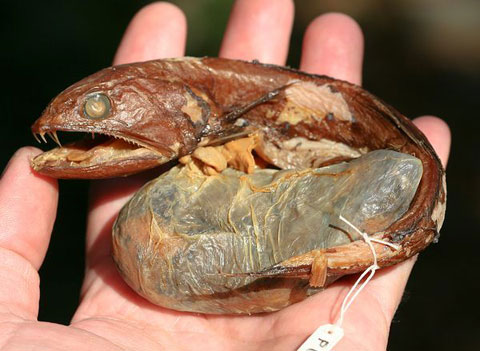 Picture 8 of The most bizarre fish on the planet