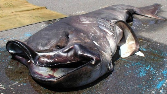 Picture 9 of The most bizarre fish on the planet