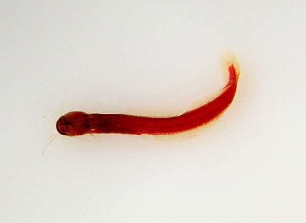 Picture 4 of The most bizarre fish species on the planet