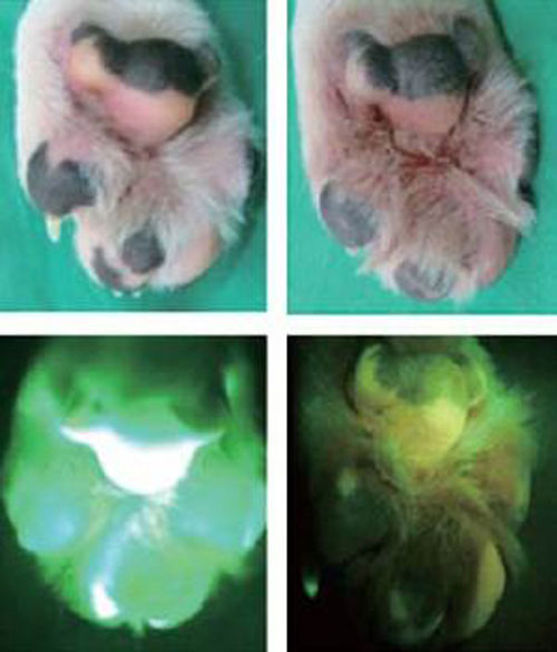 Picture 2 of The most bizarre research in 2011