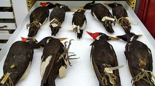Picture 3 of The most bizarre research in 2011