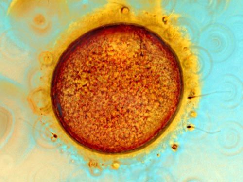 Picture 10 of The most breakthrough scientific images in 2009