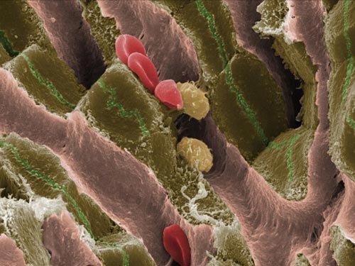 Picture 9 of The most breakthrough scientific images in 2009