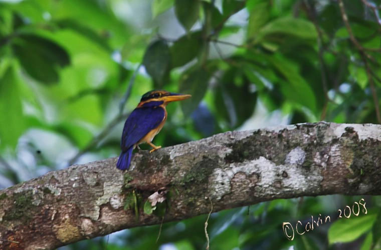 Picture 3 of The most brilliant colorful birds in the world