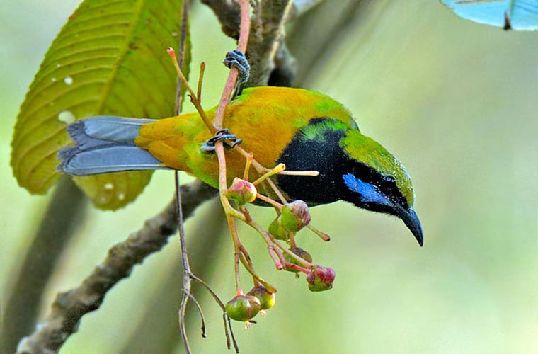 Picture 8 of The most brilliant colorful birds in the world