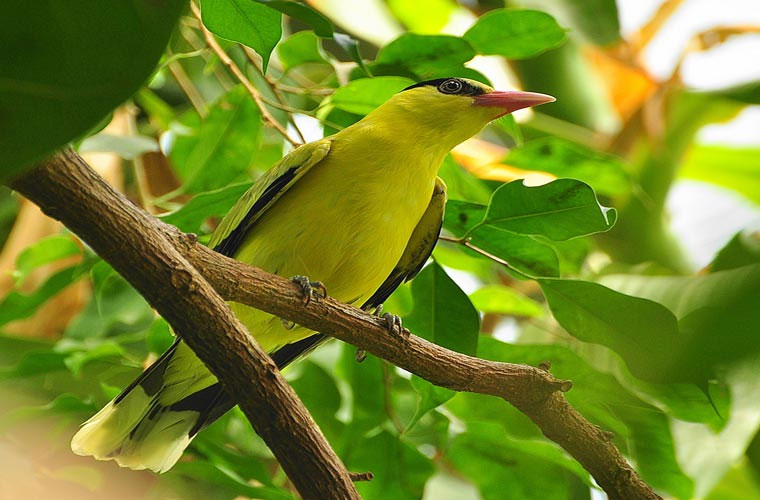 Picture 9 of The most brilliant colorful birds in the world