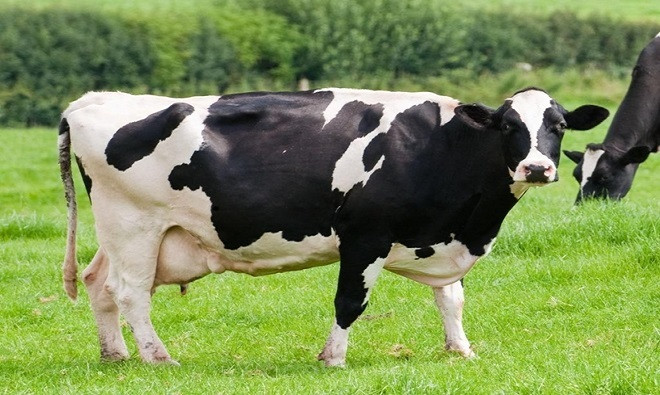 Picture 7 of The most common genetically modified foods