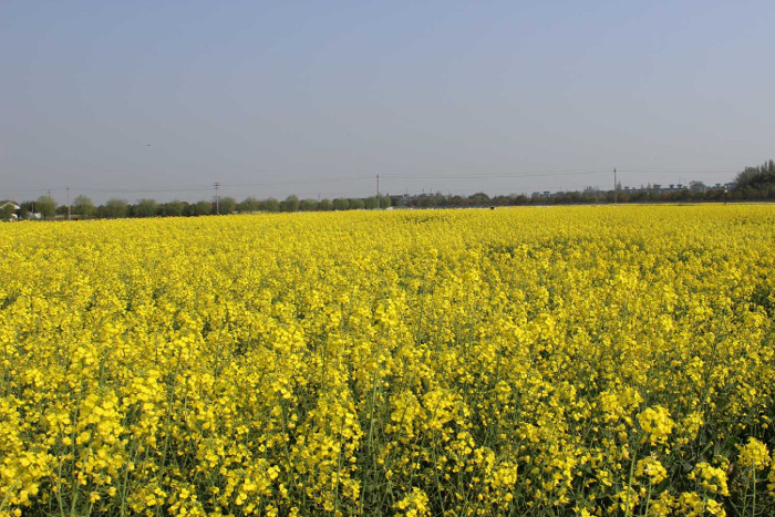 Picture 8 of The most common genetically modified foods