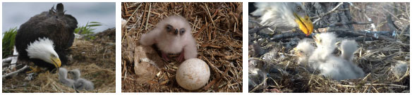 Picture 2 of The most cruel animals: kill your brothers and sisters as soon as they are born!