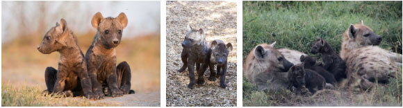 Picture 3 of The most cruel animals: kill your brothers and sisters as soon as they are born!