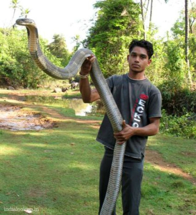 Picture 10 of The most cruel cobra has been captured