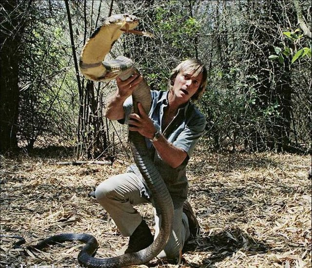 Picture 7 of The most cruel cobra has been captured