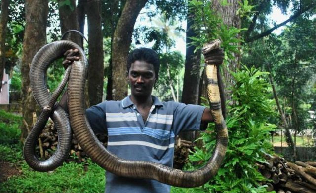 Picture 8 of The most cruel cobra has been captured