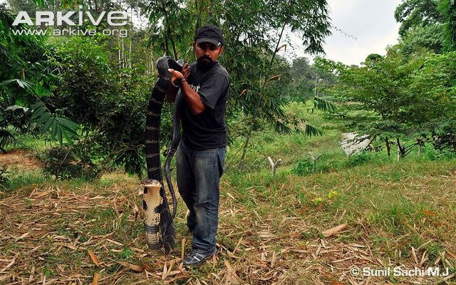 Picture 9 of The most cruel cobra has been captured