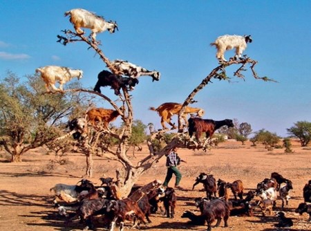 Picture 9 of The most curious mysterious natural phenomena