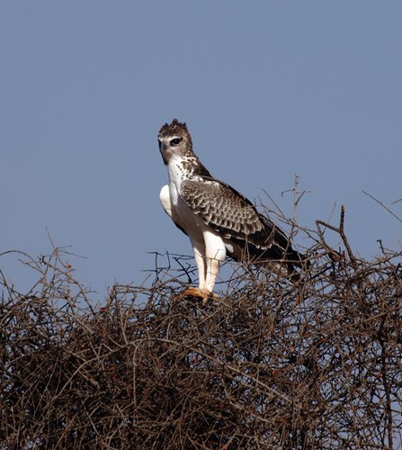 Picture 2 of The most dangerous birds on the planet