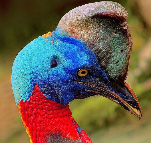 Picture 4 of The most dangerous birds on the planet