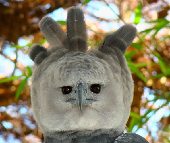 Picture 6 of The most dangerous birds on the planet