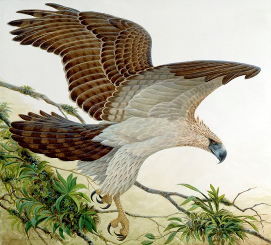 Picture 7 of The most dangerous birds on the planet