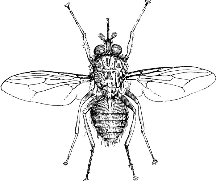 Picture 11 of The most dangerous insects in the world
