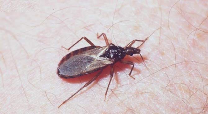 Picture 5 of The most dangerous insects in the world