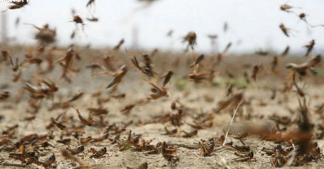 Picture 6 of The most dangerous insects in the world