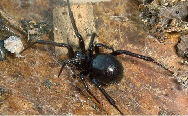Picture 7 of The most dangerous insects in the world