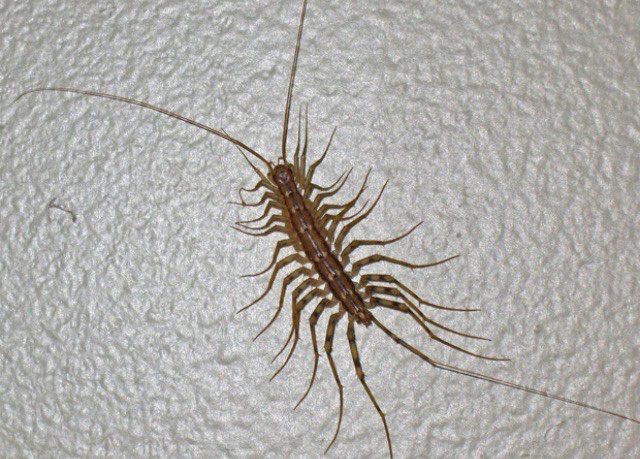 Picture 9 of The most dangerous insects in the world