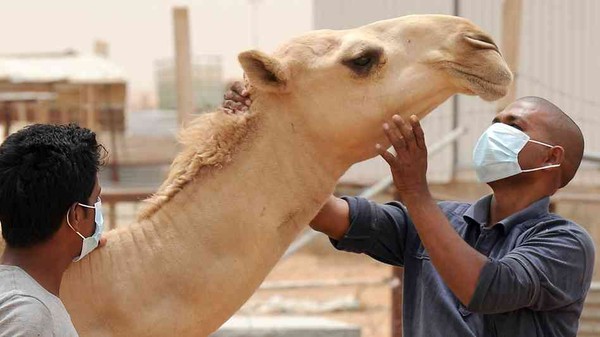 Picture 5 of The most dangerous MERS virus is now dangerous