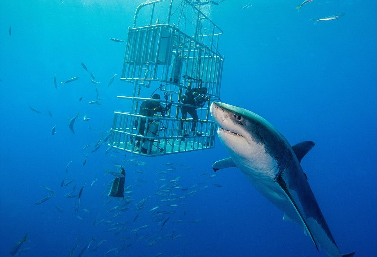 Picture 1 of The most dangerous shark assassins in the ocean