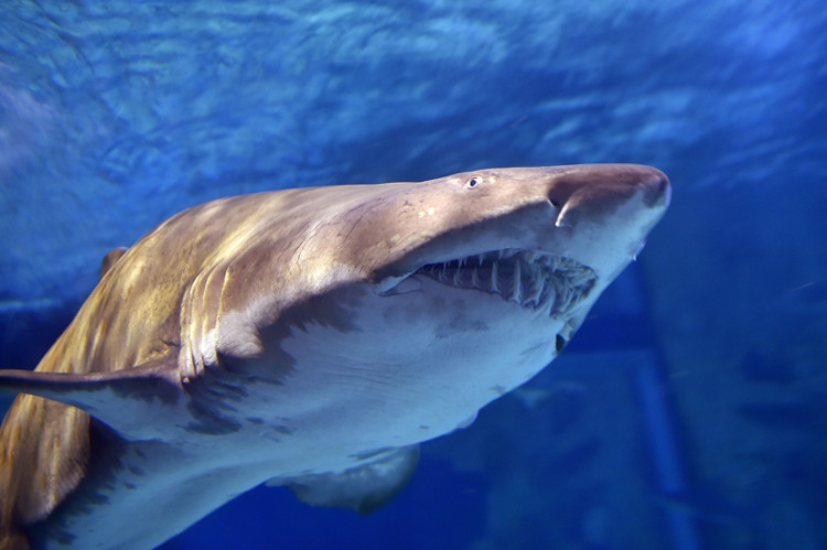 Picture 2 of The most dangerous shark assassins in the ocean