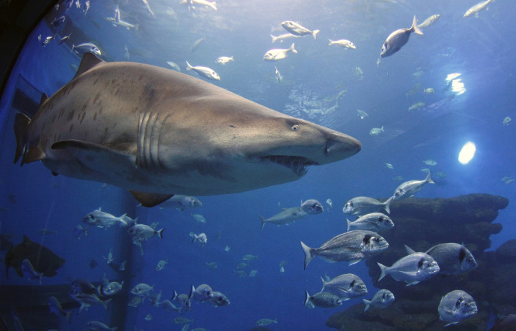 Picture 3 of The most dangerous shark assassins in the ocean