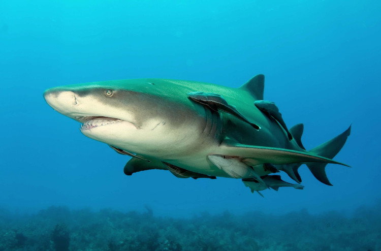 Picture 4 of The most dangerous shark assassins in the ocean