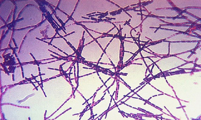 Picture 11 of The most dangerous toxins to humans