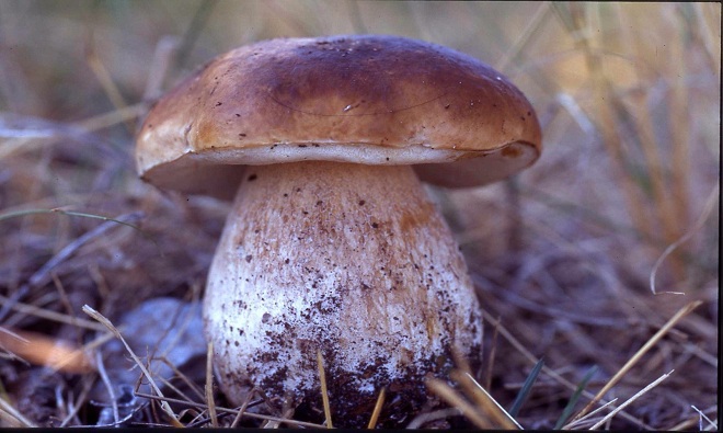 Picture 12 of The most dangerous toxins to humans