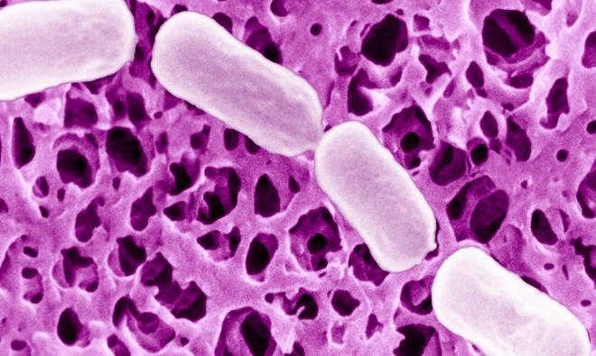 Picture 3 of The most dangerous toxins to humans