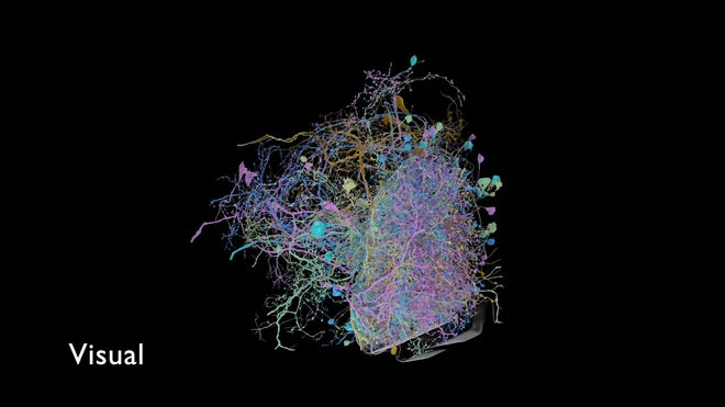 The most detailed brain nerve map has just been published images 2