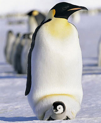 Picture 7 of The most devoted fathers in the biological world
