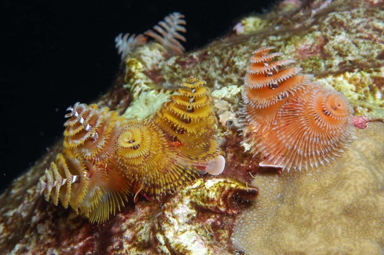 Picture 3 of The most diverse worm species on the ocean floor
