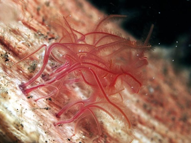 Picture 4 of The most diverse worm species on the ocean floor