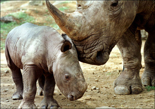 The most endangered rhinoceros