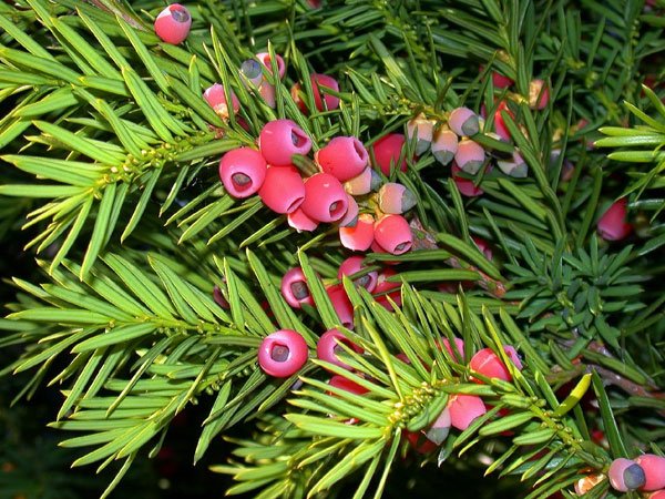 Picture 5 of The most exclusive plants in the world
