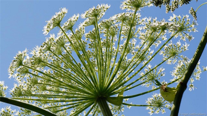 Picture 6 of The most exclusive plants in the world