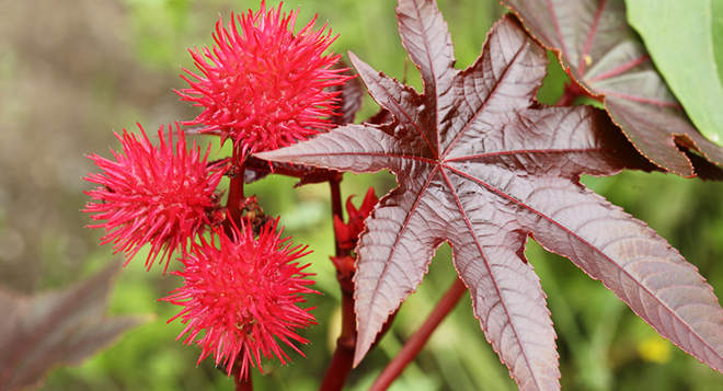 Picture 7 of The most exclusive plants in the world