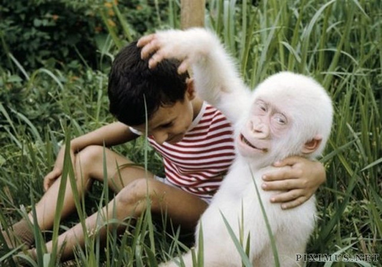 Picture 10 of The most exotic albino species
