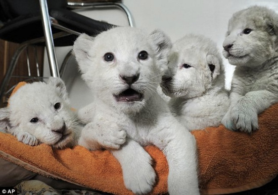Picture 5 of The most exotic albino species