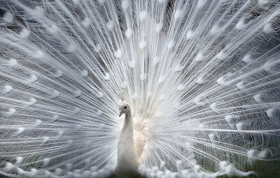 Picture 6 of The most exotic albino species