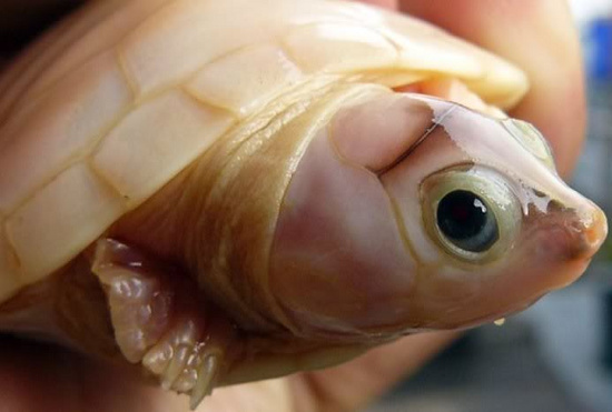 Picture 9 of The most exotic albino species